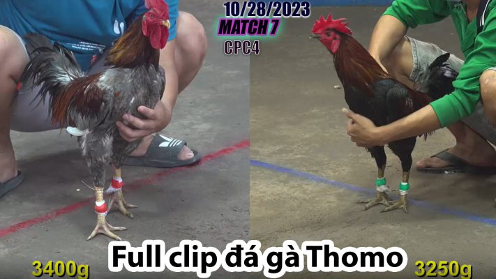 CPC4- TRẬN 7 | đá gà Thomo | 10/28/2023