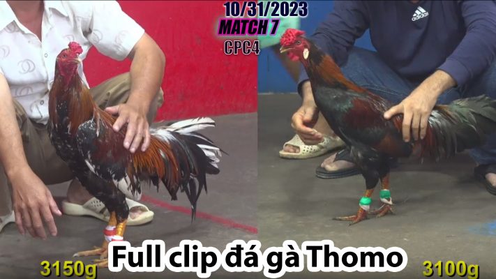 CPC4- TRẬN 7 | đá gà Thomo | 10/31/2023