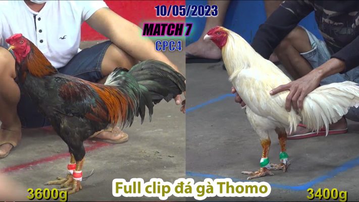 CPC4- TRẬN 7| đá gà Thomo | 10/05/2023