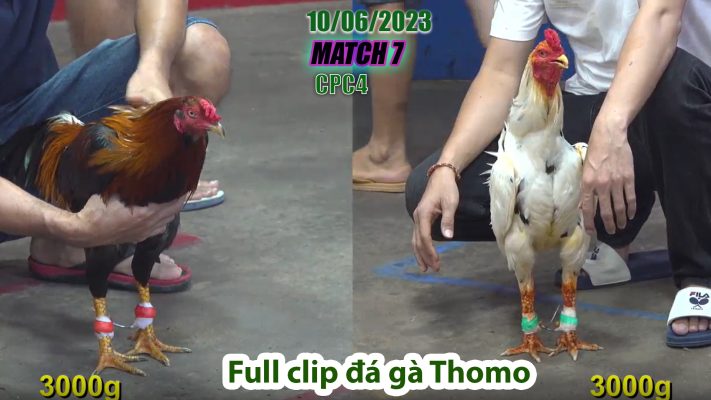 CPC4- TRẬN 7 | đá gà Thomo | 10/06/2023