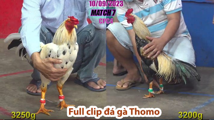 CPC4- TRẬN 7 | đá gà Thomo | 10/09/2023