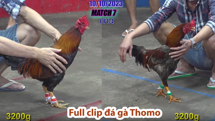 CPC4- TRẬN 7 | đá gà Thomo | 10/10/2023