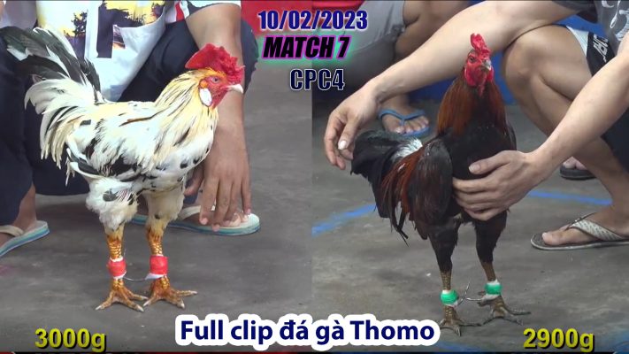 CPC4- TRẬN 7 | đá gà Thomo | 10/02/2023