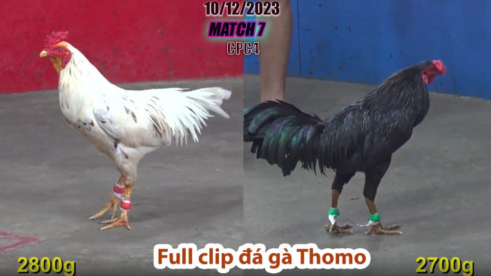 CPC4- TRẬN 7 | đá gà Thomo | 10/12/2023