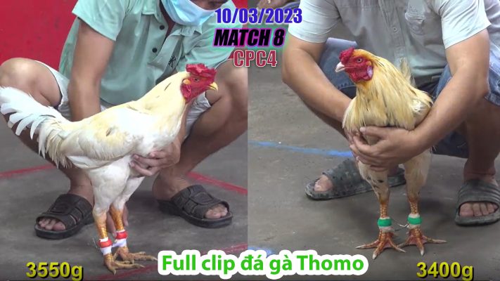 CPC4- TRẬN 8 | đá gà Thomo | 10/03/2023