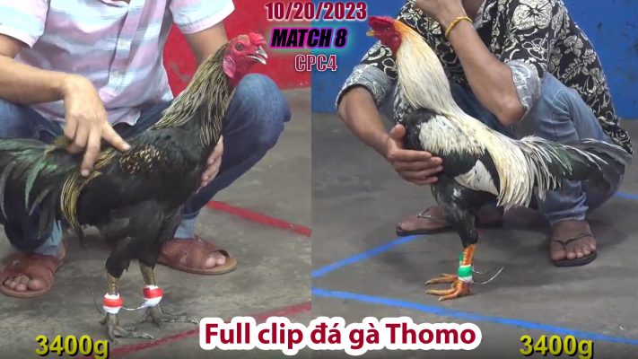 CPC4- TRẬN 8 | đá gà Thomo | 10/20/2023