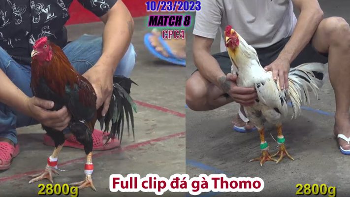 CPC4- TRẬN 8 | đá gà Thomo | 10/23/2023