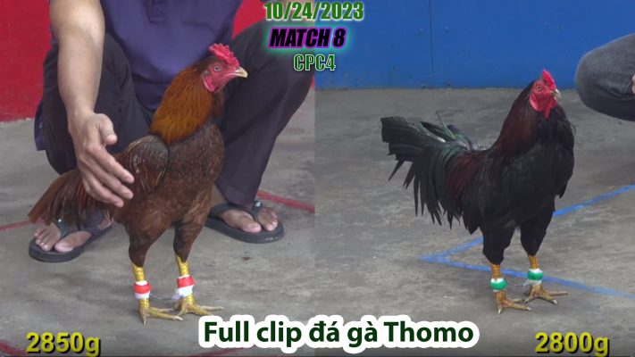 CPC4- TRẬN 8 | đá gà Thomo | 10/24/2023