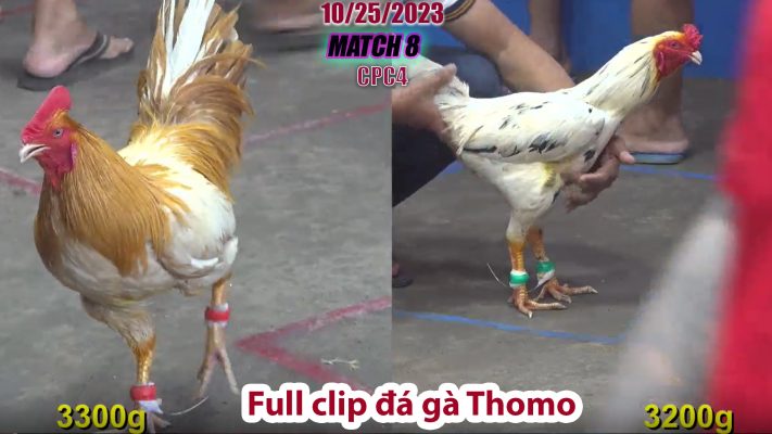 CPC4- TRẬN 8 | đá gà Thomo | 10/25/2023