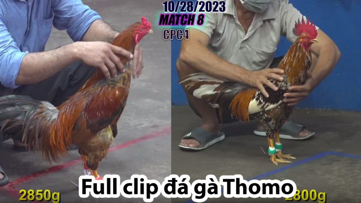 CPC4- TRẬN 8 | đá gà Thomo | 10/28/2023