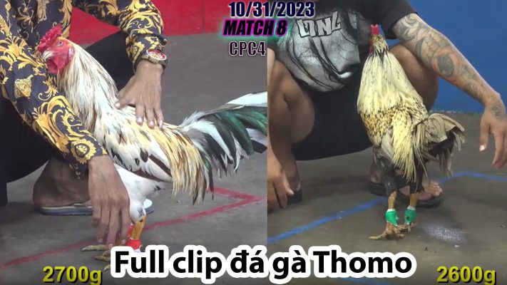 CPC4- TRẬN 8 | đá gà Thomo | 10/31/2023