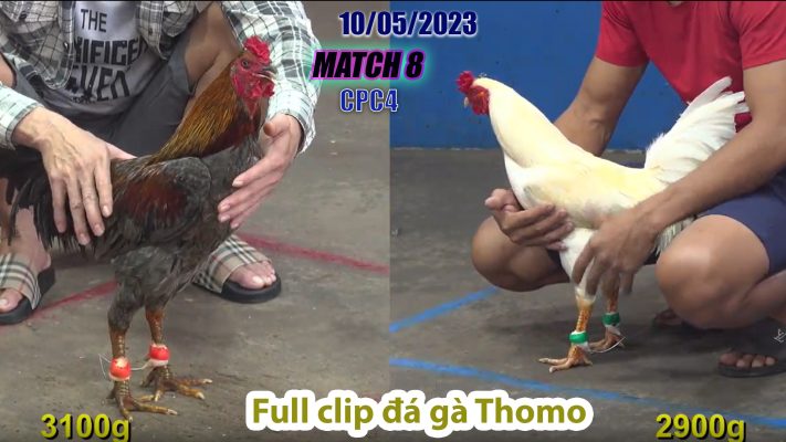 CPC4- TRẬN 8 | đá gà Thomo | 10/05/2023