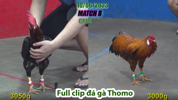 CPC4- TRẬN 8 | đá gà Thomo | 10/06/2023