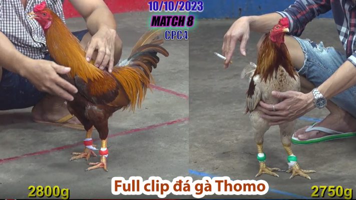 CPC4- TRẬN 8 | đá gà Thomo | 10/10/2023