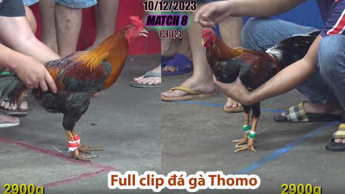 CPC4- TRẬN 8 | đá gà Thomo | 10/12/2023