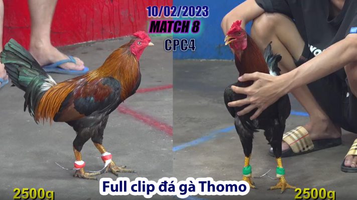 CPC4- TRẬN 8 | đá gà Thomo | 10/02/2023