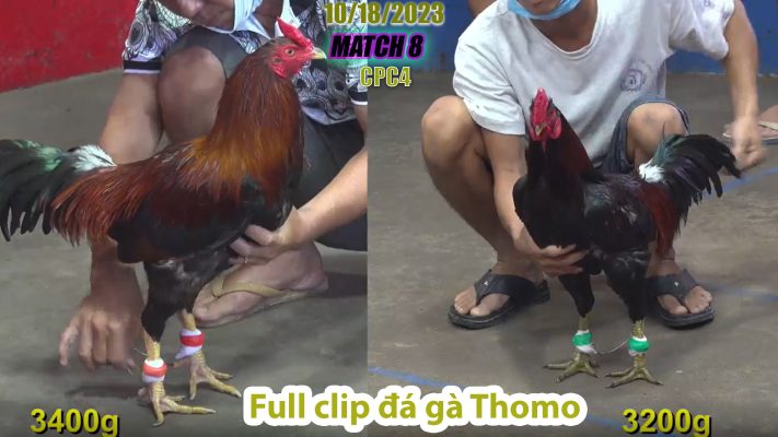 CPC4- TRẬN 8 | đá gà Thomo | 10/18/2023