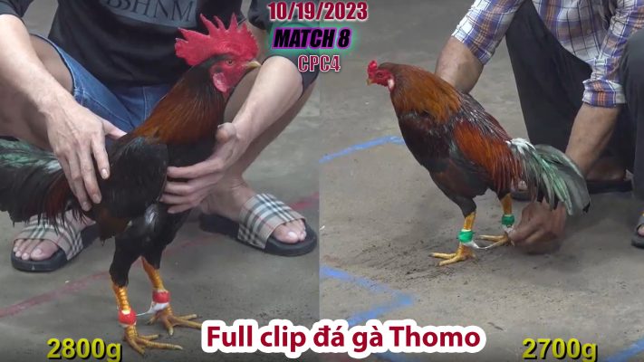 CPC4- TRẬN 8 | đá gà Thomo | 10/19/2023