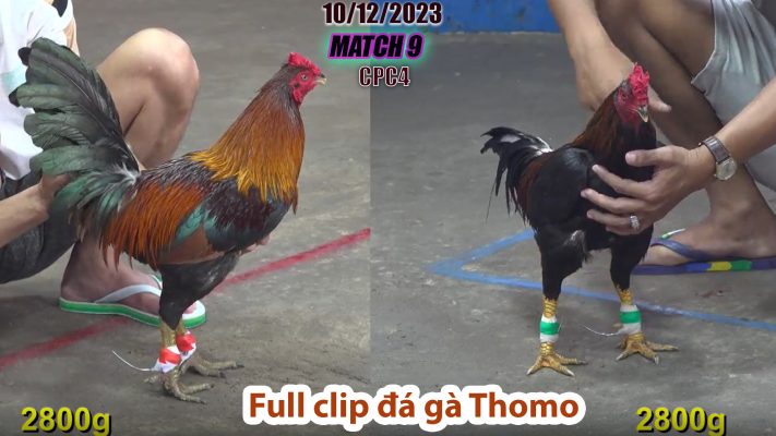 CPC4- TRẬN 9 | đá gà Thomo | 10/12/2023