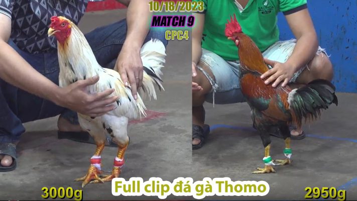 CPC4- TRẬN 9 | đá gà Thomo | 10/18/2023