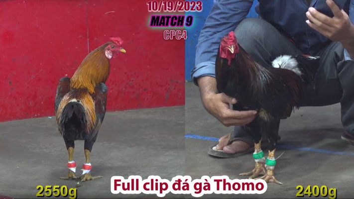 CPC4- TRẬN 9 | đá gà Thomo | 10/19/2023