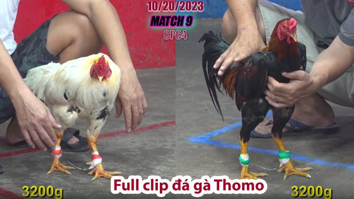 CPC4- TRẬN 9 | đá gà Thomo | 10/20/2023