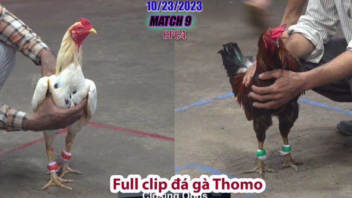 CPC4- TRẬN 9 | đá gà Thomo | 10/23/2023