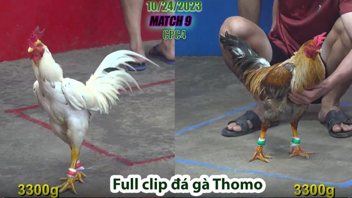 CPC4- TRẬN 9 | đá gà Thomo | 10/24/2023