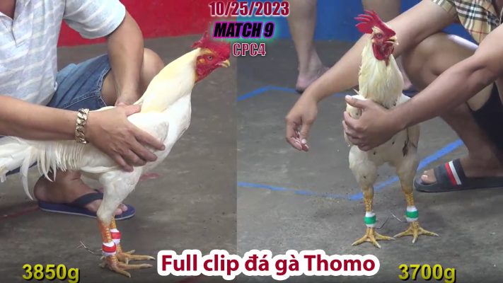 CPC4- TRẬN 9 | đá gà Thomo | 10/25/2023