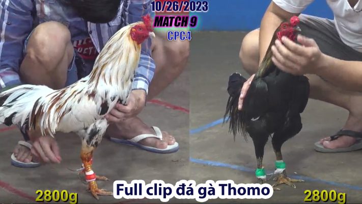 CPC4- TRẬN 9 | đá gà Thomo | 10/26/2023