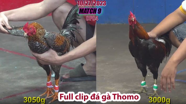 CPC4- TRẬN 9 | đá gà Thomo | 10/27/2023