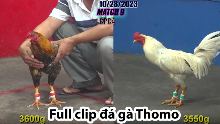 CPC4- TRẬN 9 | đá gà Thomo | 10/28/2023