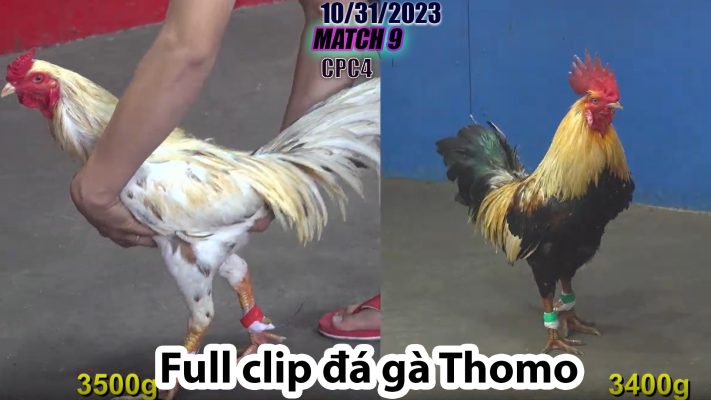 CPC4- TRẬN 9 | đá gà Thomo | 10/31/2023