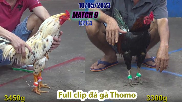 CPC4- TRẬN 9 | đá gà Thomo | 10/05/2023