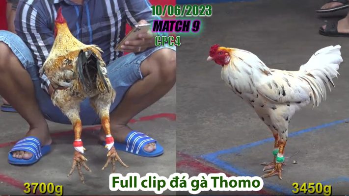 CPC4- TRẬN 9 | đá gà Thomo | 10/06/2023