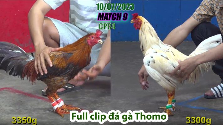 CPC4- TRẬN 9 | đá gà Thomo | 10/07/2023