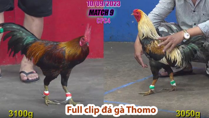 CPC4- TRẬN 9 | đá gà Thomo | 10/09/2023