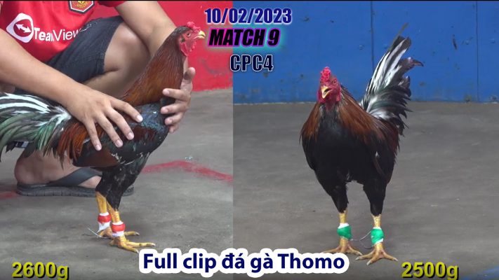 CPC4- TRẬN 9 | đá gà Thomo | 10/02/2023