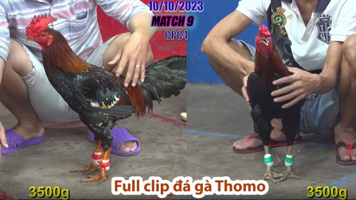 CPC4- TRẬN 9 | đá gà Thomo | 10/10/2023