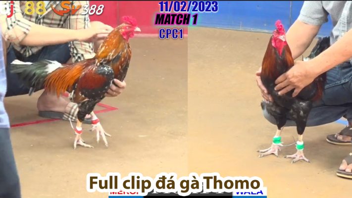 CPC1- TRẬN 1 | đá gà Thomo | 11/02/2023