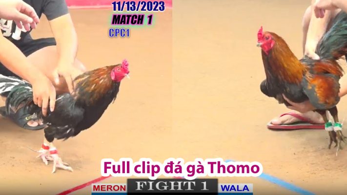 CPC1- TRẬN 1 | đá gà Thomo | 11/13/2023