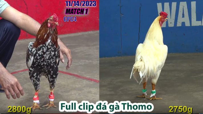 CPC4- TRẬN 1 | đá gà Thomo | 11/14/2023