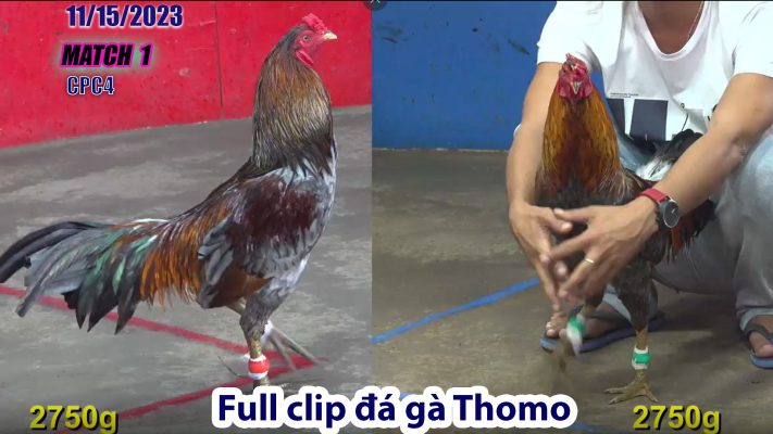 CPC4- TRẬN 1 | đá gà Thomo | 11/15/2023