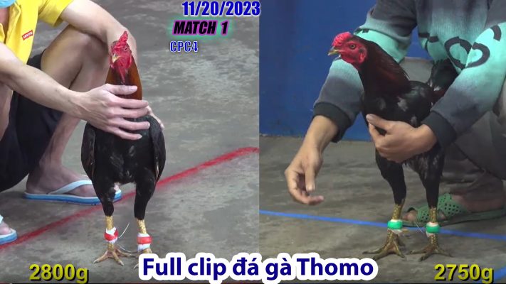 CPC4- TRẬN 1 | đá gà Thomo | 11/20/2023