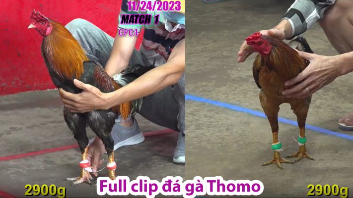 CPC4- TRẬN 1 | đá gà Thomo | 11/24/2023