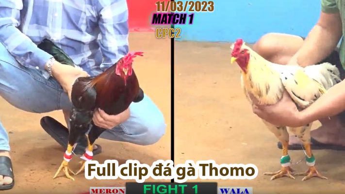 CPC2- TRẬN 1 | đá gà Thomo | 11/03/2023