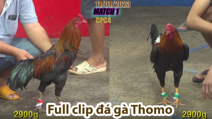 CPC4- TRẬN 1 | đá gà Thomo | 11/01/2023