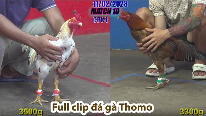 CPC4- TRẬN 10 | đá gà Thomo | 11/02/2023