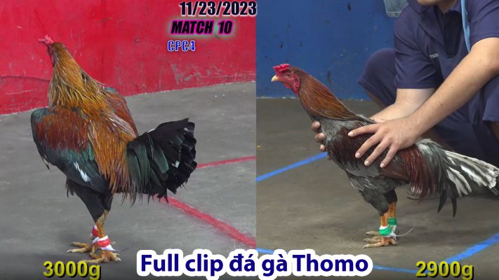 CPC4- TRẬN 10 | đá gà Thomo | 11/23/2023