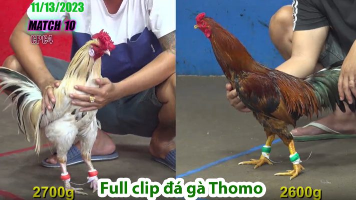 CPC4- TRẬN 10 | đá gà Thomo | 11/13/2023